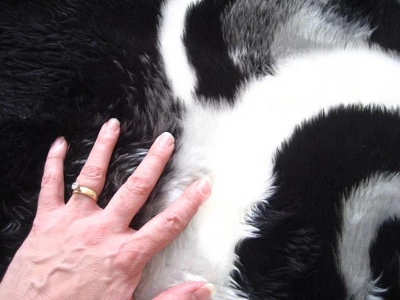 Walk On Me Faux Fur Super Soft Kids Panda Bear Rug Tufted With Non-slip Backing Area Rug - Image 3